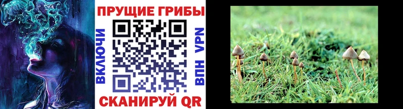 hydra   Аксай  Псилоцибиновые грибы мицелий  наркота 